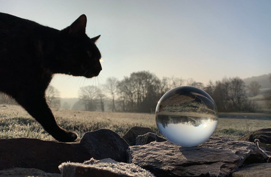 Schwer zu planen: Katzen machen ja leider immer nur was sie wollen, aber manchmal aus Versehen das Richtige!