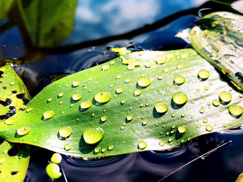 Bei diesem Foto finde ich die Wassertropfen besonders schön. Auch hier habe ich nachträglich noch ein bisschen an den Farben gedreht, damit noch ein schöner Farbkontrast zwischen Wasser und Blatt entsteht (Foto: Sir Apfelot).