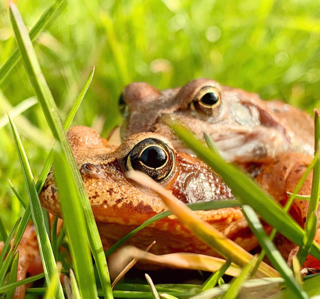 Mal wieder ein paar Frösche. Die beiden habe ich morgens auf der Wiese im Garten erwischt. Die Aufnahme wurde mit dem 2x-Objektiv gemacht und der Ausschnitt wurde nochmals etwas vergrößert. Dazu habe ich die Farben etwas wärmer gestellt (Foto: Sir Apfelot).