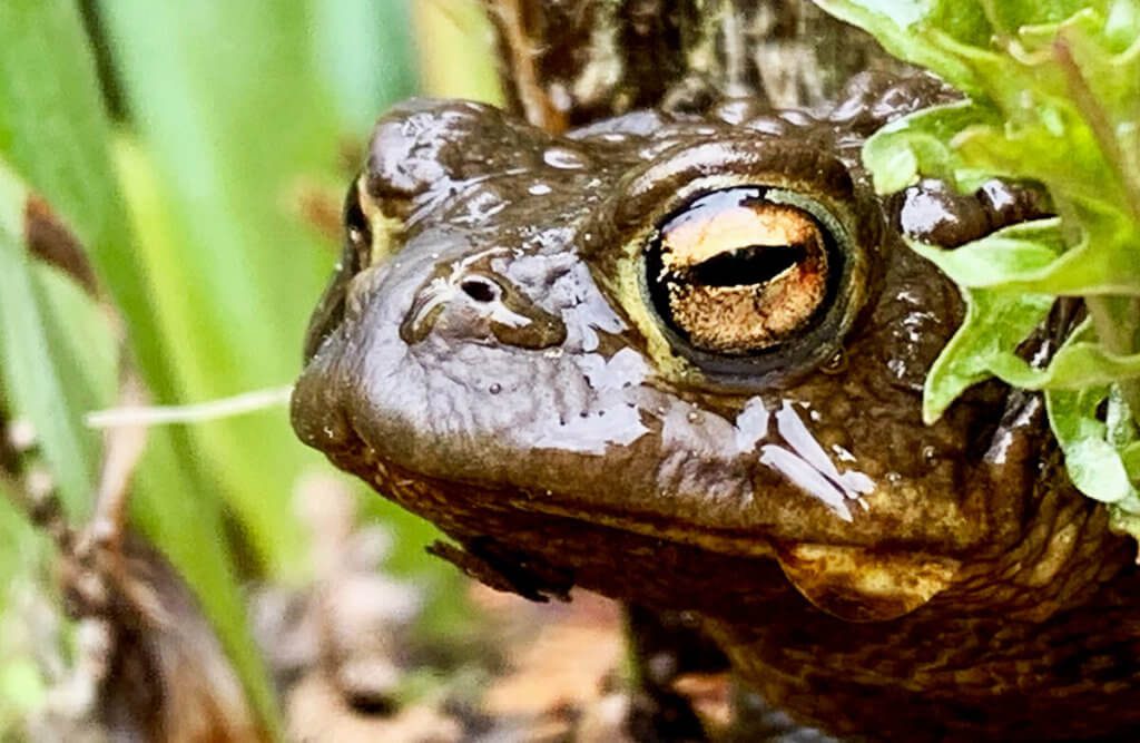 Der Frosch sass am Teich und war kein bisschen kamerascheu. Man konnte ihn sogar streicheln und er bliebt sitzen. Ich habe mit dem iPhone-Tele eine Nahaufnahme gemacht und dann den Bildausschnitt nochmal näher gewählt. Ansonsten wurde nur mehr Farbsättigung eingestellt und das Foto war fertig (Foto: Sir Apfelot).