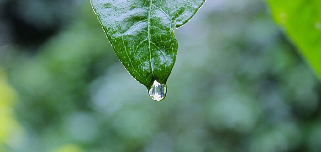 Dank geringer Schärfentiefe wird der Fokus der Fotografie und damit die Aufmerksamkeit der Betrachter/innen auf das Blatt und den Wassertropfen gelenkt. Bei hoher Schärfentiefe wäre das Bild zu unübersichtlich.