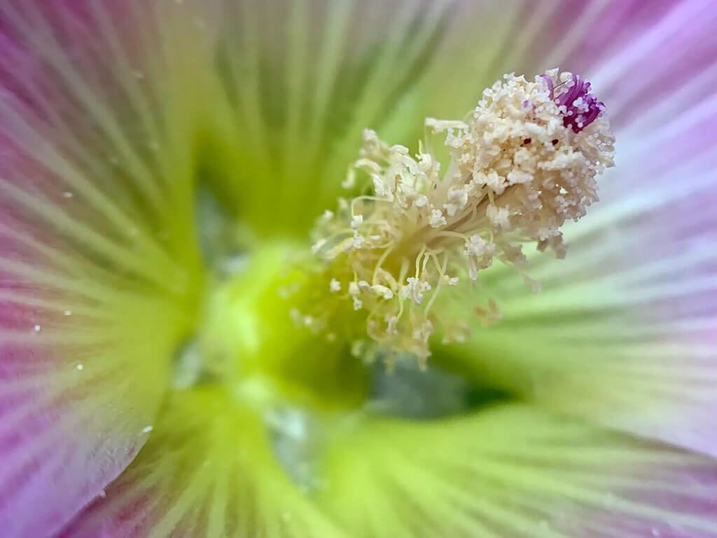 Dieses Foto wirkt aus meiner Sicht besonders interessant, da der Stempel der Blüte scharf und der Rest unscharf ist.