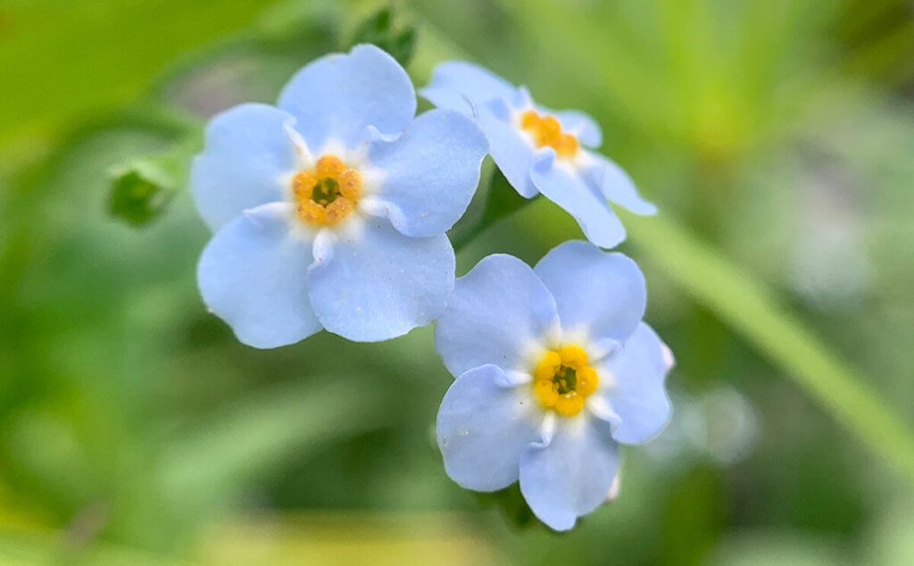 Jede dieser Blüten ist nur 4-5 mm groß. Auf einem normalen iPhone-Foto wären sie total unauffällig gewesen. Mit dem Snugle 1 werden sie zum Hingucker.