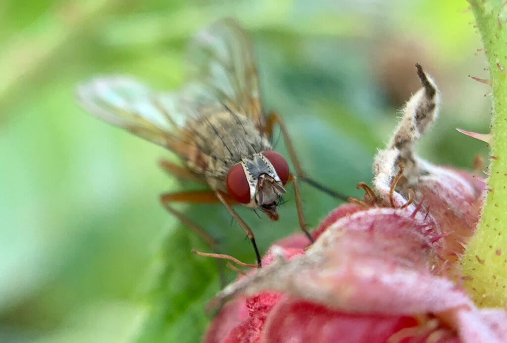 Diese Fliege war ebenfalls an Himbeeren interessiert.