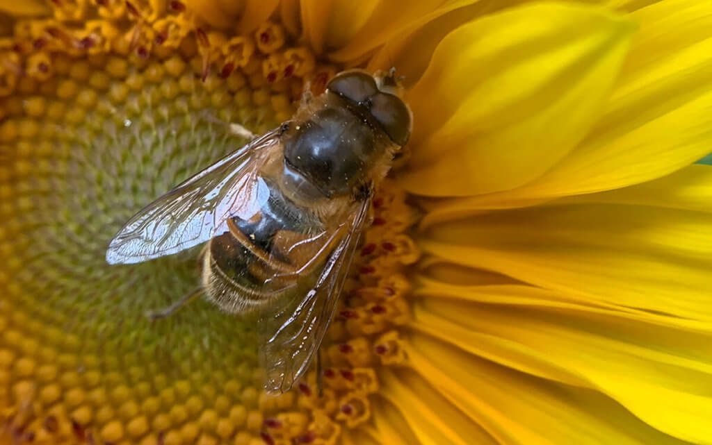 Sehr gelungen finde ich diese Bild einer Biene auf einer Sonnenblume. Ich hatte ungefähr 5 Fotos gemacht, bis ich eins hatte, auf dem die Biene auch scharf und in einer ansprechenden Position war.