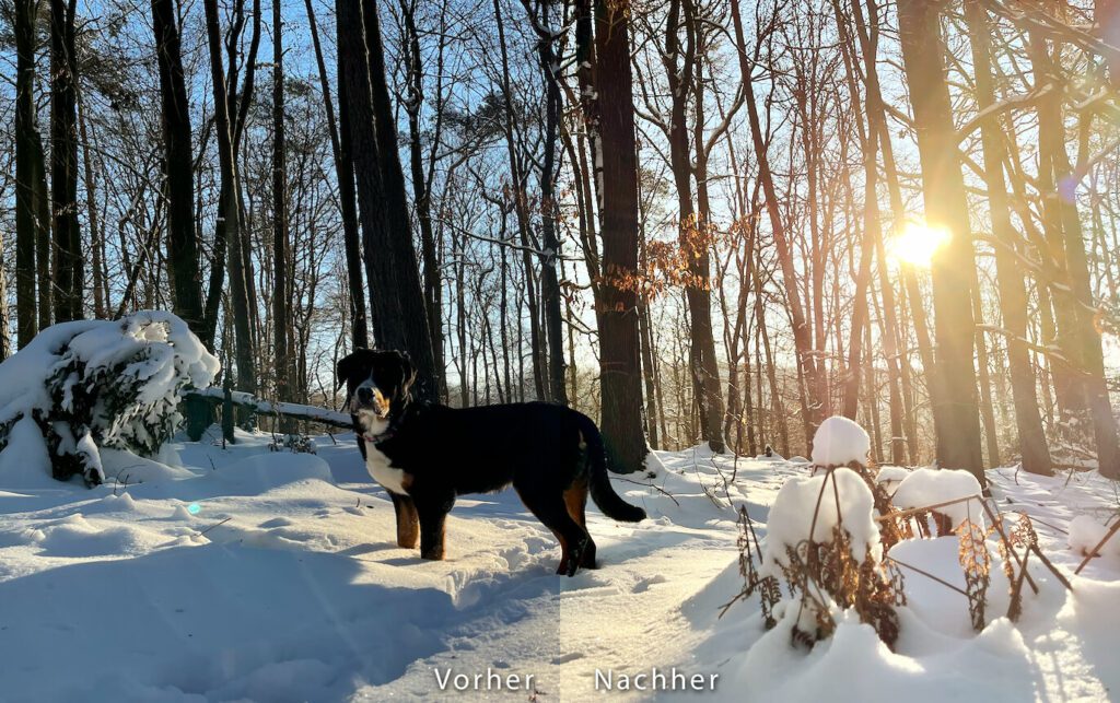 Links sieht man das Foto, wie es aus dem iPhone 12 Pro Max gefallen ist und rechts das Ergebnis nach einer sehr kurzen Bearbeitung (Fotos: Sir Apfelot).