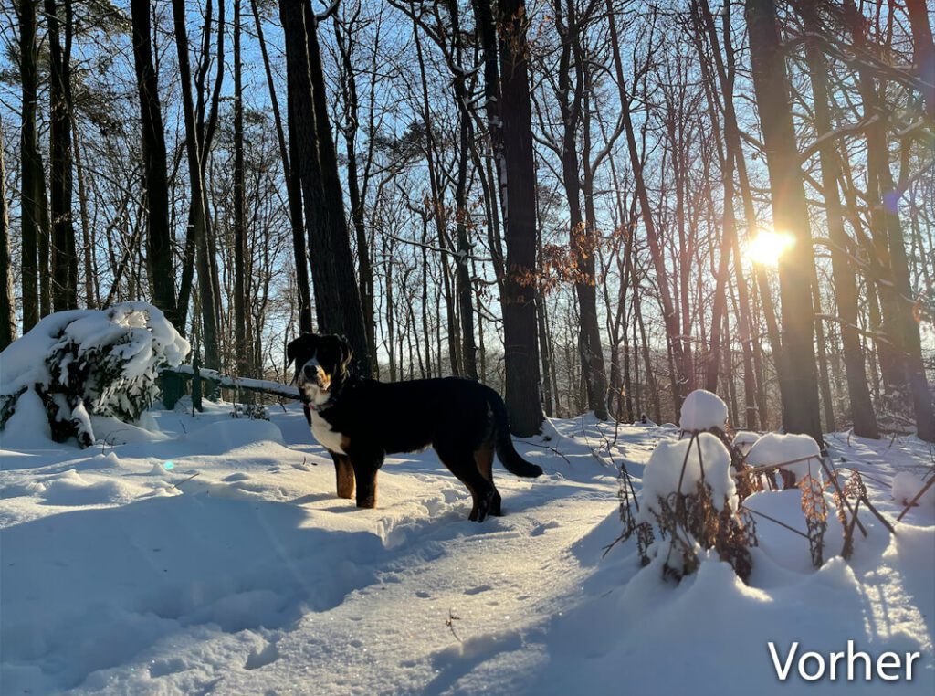 Unser "Henry" im Schnee – hier noch etwas zu blau und zu dunkel. Aber trotzdem ein lieber Wuffi. ;-)