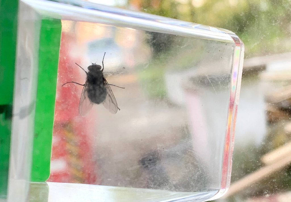 Auch Fliegen und andere Flattermänner lassen sich mit dem Insektenfänger leicht einkassieren.