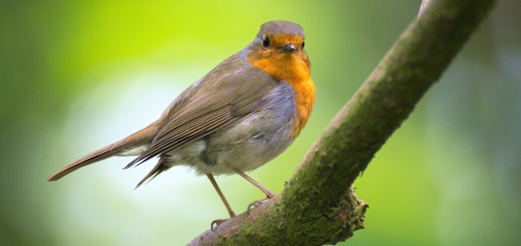 Übers Wochenende veranstaltet NABU wieder die Stunde der Gartenvögel. Zum Bestimmen und Zählen der Vögel in eurem Garten könnt ihr u. a. die NABU Vogelwelt App nutzen, deren Listen ihr auch für eine Einreichung zur Zählung exportieren könnt.