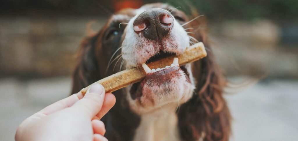 Was bedeutet Dogfooding oder „Eating your own dogfood“? Hier findet ihr die Definition für die Softwareentwicklung und Hardware-Produktion inkl. der Geschichte des Begriffs und ein paar Beispielen.